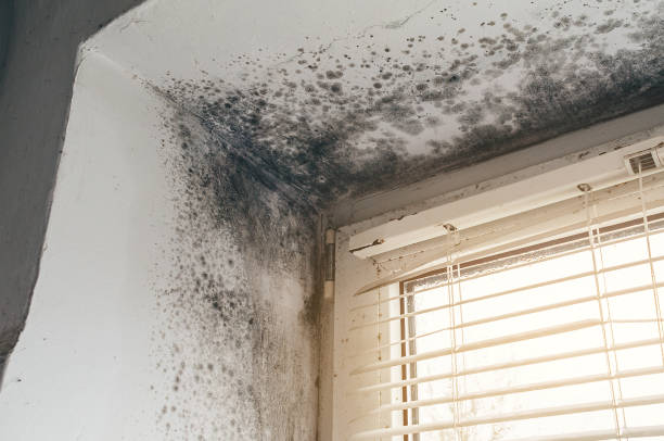 Affordable Mold Removal solutions in Newton, NJ