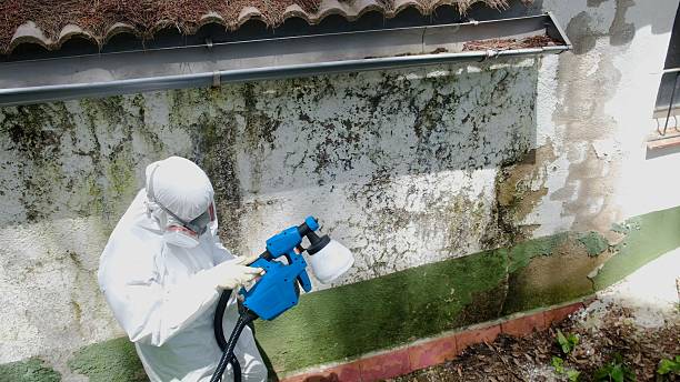 Top rated local Mold Removal specialists in Newton, NJ